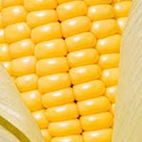 Yellow Corn _ 2 GMO _ NON GMO _ Human Consumption